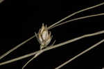 Threeseeded sedge